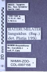 Etiketten zu Haterumelater languidus (Buysson, 1891) (NHMW-ZOO-COL-0007156)